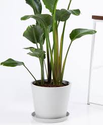 Check spelling or type a new query. 20 Best Tall Indoor Plants Best Indoor Trees For Your Home