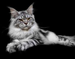 The 2020 and 2021 tica outstanding maine coon cattery designation has been awarded to opticoons from tica. this award signifies that opticoons breeds high quality healthy kittens within the stringent tica standards in an ethical manner. Home Maine Coon Breeder Seattle