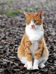 In The Future With Just A Puff Of An Inhaler Cat Allergy Sufferers Could Be Free To Cuddle With New Feline Frie Tabby Cat Orange Tabby Cats White Tabby Cat