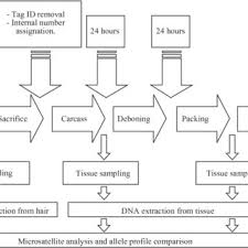 Flow Chart Of A Meat Processing Plant And Details Of