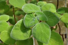 Image result for Tetradenia bainesii