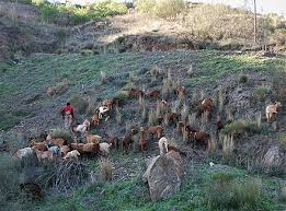 The dorper is a south african breed of domestic sheep developed by crossing dorset horn and the blackhead persian sheep. Goat Wikiwand