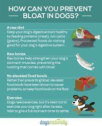 How to settle my dogs stomach. Preventing Bloat In Dogs With These Top Diy Remedies Dogs Naturally Dog Nutrition Prevention Dogs