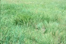 Image result for Diheteropogon filifolius