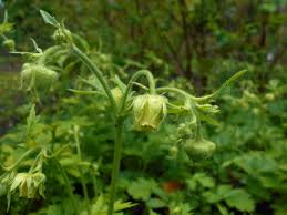 Geum 'Lemon Drops'