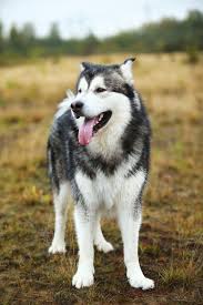 Alaskan husky and shiba inu! Commonly Confused Breeds The Alaskan Malamute Vs The Siberian Husky Modern Dog Magazine