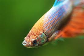 Keeping Bettas: How To Care For A Betta Fish — Buce Plant
