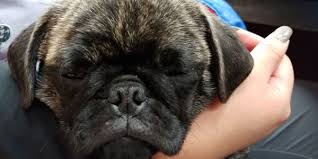 Evcot.mydex.com has been visited by 10k+ users in the past month Companion Pet Clinic Beaverton 38 Photos 80 Reviews Veterinarians 14292a Sw Allen Blvd Beaverton Or Phone Number
