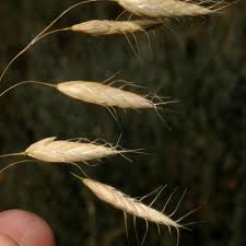 Image result for Pseudobromus