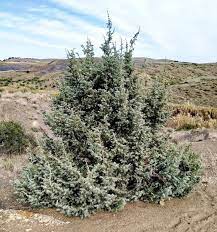 شجيرة طاڨة plants tree blog posts