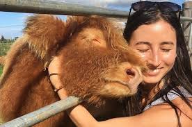 In the show cattle world, a you may buy the cow for a few thousand, but be prepared to buy a two horse trailer for vet visits, set before buying a cow, do your research and make sure that it's truly an investment that you want to. 19 Cute Af Photos That Prove That Fluffy Highland Cows Dogs