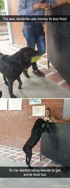 40 Funny Dog Snapchats That You Need To See Right Now In 2020 Dog Snapchats Cute Animals Cute Baby Animals