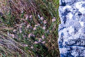 Image result for Athrixia phylicoides