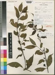 Image result for Rytigynia umbellulata