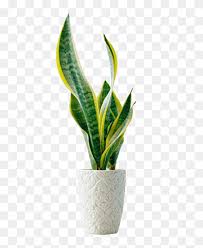 It is commonly known as snake plant because of its resemblance to the shape & sharp margins of the leaves. Green Tea Da Hong Pao Puer Tea Black Tea Teapot Tea Teaware Tea Bubble Tea Png Pngwing