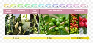 The most common fruit coffee tree material is porcelain & ceramic. Coffee Plant Png The Growth Of Coffee Tree Coffee And Fruit Development Transparent Png Vhv