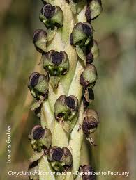 Image result for Corycium