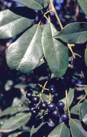 Image result for Cissus glaucophylla