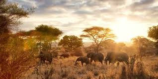 Eine safari in tansania ist wirklich außergewöhnlich. Wild Life Auf Safari In Tansania Travelzoo