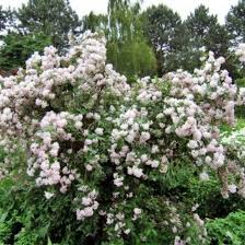 Image result for Deutzia hybrida Pink Pompon