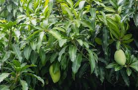 Image result for Mangifera