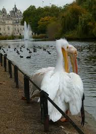 Snap away at blooms in richmond park's isabella plantation: Elegance With A Dark Side A History Of St James S Park View From The Mirror