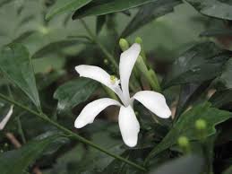 Image result for Turraea obtusifolia