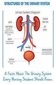8 Facts About The Urinary System Every Nursing Student Should Know Basic Anatomy And Physiology Nursing Students Nursing School Notes