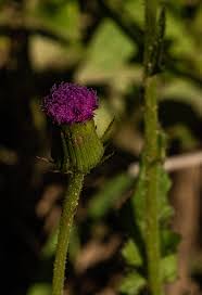 Image result for Crassocephalum rubens