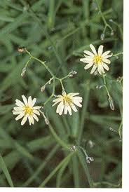 Image result for Launaea cornuta