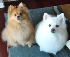 Pomeranian Black American Eskimo Dog Pomimo Dog American Eskimo Pomeranian Mix Info And Pictures American Eskimo Dog American Eskimo Dogs