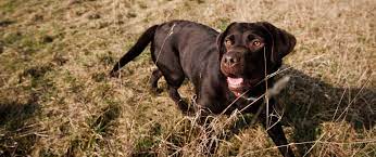 Why Does My Dog Eat Grass Blue Cross