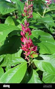 Image result for Erythrococca zambesiaca