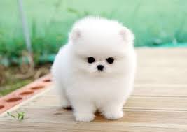 Maybe you would like to learn more about one of these? Micro Tiny Teacup White Pomeranian Love Puppy Cute Pomeranian Cute Baby Animals Pomeranian Puppy