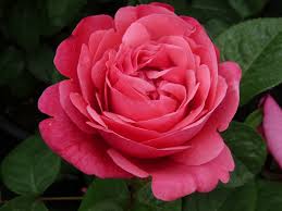31,076 likes · 2,124 talking about this. Line Renaud Large Flowered Rose Rosarium Lottum