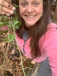 What are these wild mushrooms growing in the wetland?