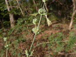 Image result for Dicliptera verticillata