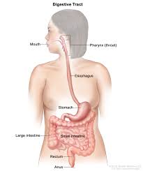The stomach is a hollow organ that lies between the esophagus (food pipe) and duodenum (small intestine). Definition Of Alimentary Tract Nci Dictionary Of Cancer Terms National Cancer Institute