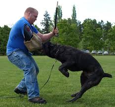 Soldier A Cane Corso Showing His Counter Skills During Canine Training At Iron Mountain K9 In Hillsboro Or Military Dogs Cane Corso Working Dogs