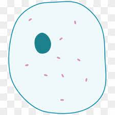 To use a light microscope to examine animal or plant. Animal Cell Png Simple Animal Cell Diagram Without Labels Transparent Png 2000x2254 2694639 Pngfind