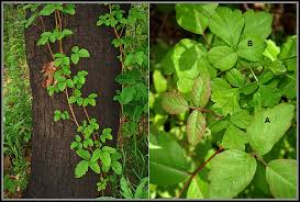 Maybe you would like to learn more about one of these? Poison Oak