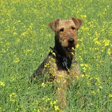 Airedale puppies for sale alberta. Airedale Terriers Of Aireheart Breeder Eleveurs Ca