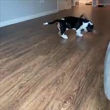 The Music Makes It Video In 2020 Funny Animal Videos Cute Dogs Funny Dogs