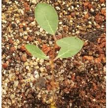 Image result for Raphionacme lanceolata