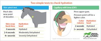 What does capillary refill mean? Kentucky Performance Products How To Check For Dehydration Horse Nation