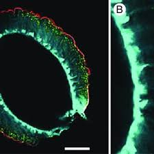Maybe you would like to learn more about one of these? Pdf Plant And Algal Cell Walls Diversity And Functionality Preface