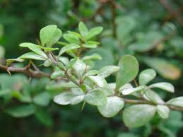 Image result for Berberis thunbergii