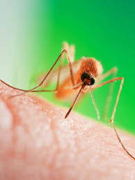 8 Pflanzen Die Mucken Fernhalten Mucken Fernhalten Pflanzen Gegen Mucken Pflanzen