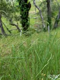 Image result for Eragrostis pallens