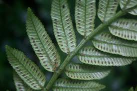 Image result for Marattiaceae